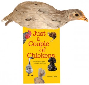 Red Cornish Chick on Book