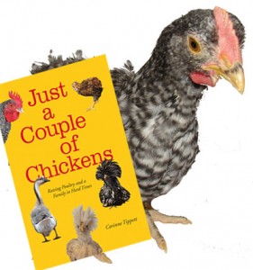 Cuckoo Maran Chicks with the book
