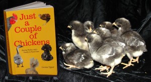 Cuckoo Maran Chicks at one day old and the book